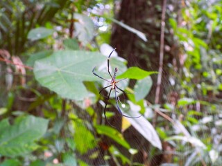 The spider species Nephila pilipes is in its nest.