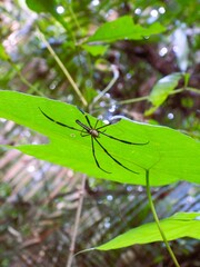 A Nephila pilipes spider is hiding under a leaf.