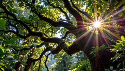 Obraz premium rainforest canopy alive with epiphytes, conservation of plant and animal biodiversity, pollution minimized, sustainability securing habitats, glowing sun filtering through dense leaves