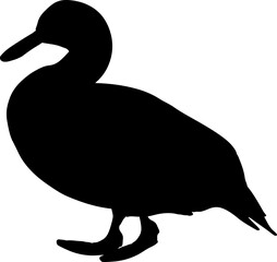 Vector isolated illustration of female wild duck.