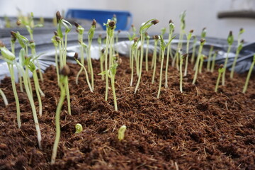 sprouts of wheat in cocopeat