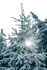 Winter in the Harz mountains