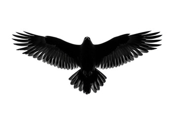 Obraz premium Bird Silhouette In Flight On Transparent Background