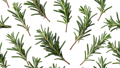 Repeating Pattern of Rosemary Sprigs on Black Background isolated on a transparent background