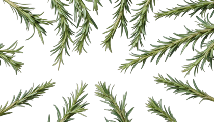 Rosemary Sprigs Arranged on Black Background herb spice isolated on a transparent background