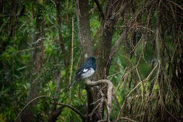 Small Songbird Oriental Magpie Robin Sitting Outdoors
