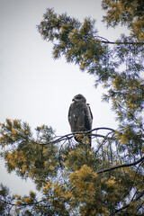 The Golden Eagle, a powerful bird of prey, resting in the wild. Captured in stunning detail