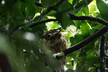 Nocturnal Little Owl Sitting Quietly in Forest Shadows