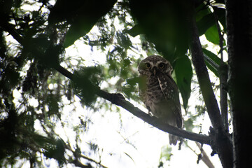 Nocturnal Little Owl Sitting Quietly in Forest Shadows