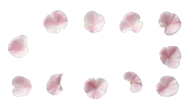 Scattered Pink Cherry Blossom Petals on Black call isolated on a transparent background
