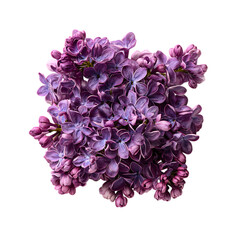 Obraz premium Lilac Cluster png