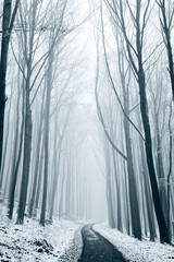 Winter in the Harz mountains