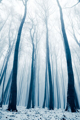 Winter in the Harz mountains