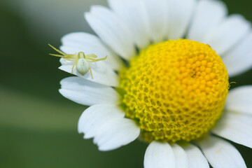 Female Spider Misumena vatia, a species of crab spider from the large genus Misumena.