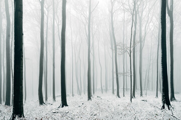 Winter in the Harz mountains