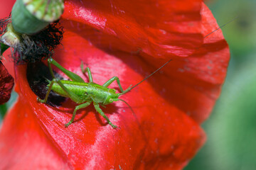 Tettigonia viridissima, cavalletta verde or locusta viridissima, resting on a poppy flower in a meadow.