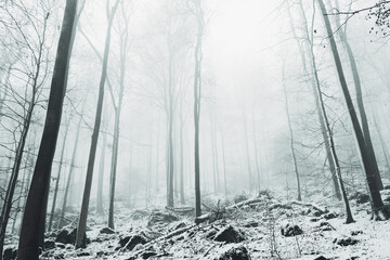 Winter in the Harz mountains