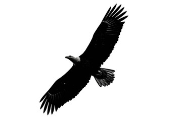 Naklejka premium Black And White Eagle In Flight Against Transparent Background