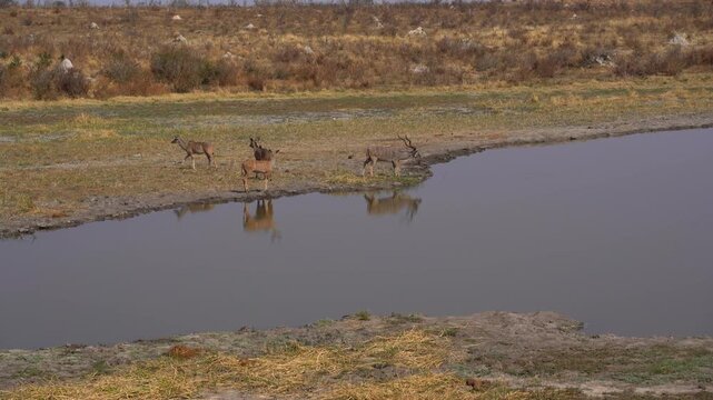 Family of kudu antelope drinking at a waterhole in the Khaudum National Park in Namibia, Africa. Two shots.