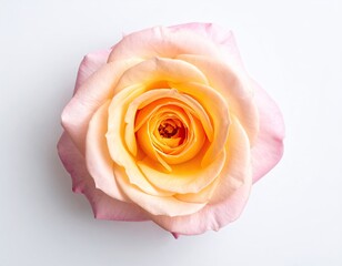 Close-up of a single, vibrant, pastel-colored rose