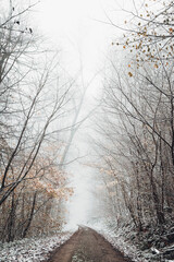 Winter forest covered in snow
