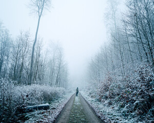 Winter forest covered in snow
