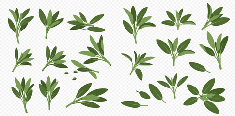 Collection of sage plant sprigs and individual leaves isolated on a transparent background.