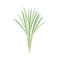 Fresh lemongrass stalks with green leaves &ndash; flat illustration