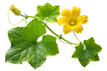 Vibrant yellow bottle gourd flower and green leaves isolated on transparent background