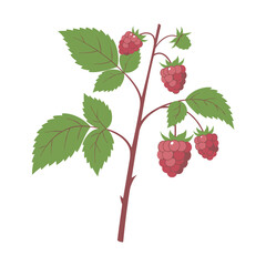 Illustration of raspberry branch with leaves and berries &ndash; flat illustration