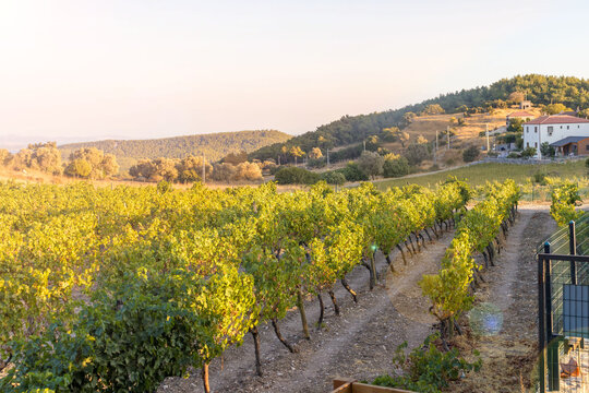 Rows of vines and a farmhouse against a backdrop of hills in the warm evening light. A calm agrarian landscape at sunset.