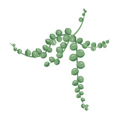 Green string of pearls plant vine with round leaves – flat illustration