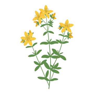 Yellow st. john's wort with green leaves &ndash; flat illustration
