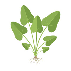 Naklejka premium Fresh green spinach plant with roots – flat illustration