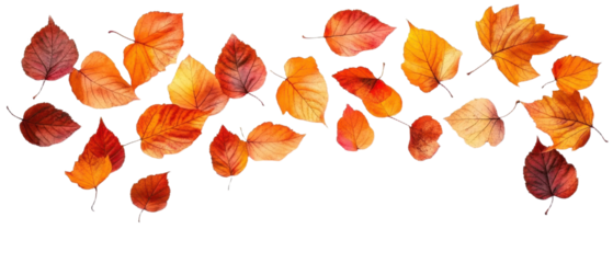 Falling autumn foliage on white background, isolated colorful leaves