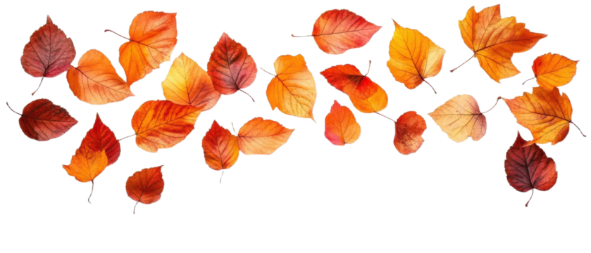Falling autumn foliage on white background, isolated colorful leaves