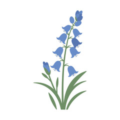 Illustration of bluebell flower – flat illustration
