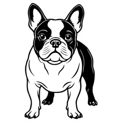 Cute black and white illustration of a french bulldog standing