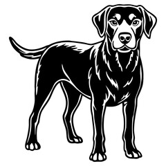 Black labrador retriever dog standing sideways