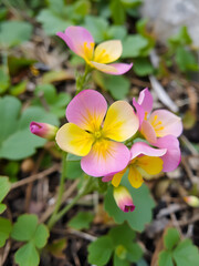 Primrose flowers