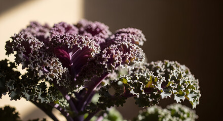 Close-up of Ornamental Kale with Rich Purple and Green Hues in Warm, Soft Lighting