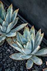 Fototapeta premium A plant with green leaves on a rocky area