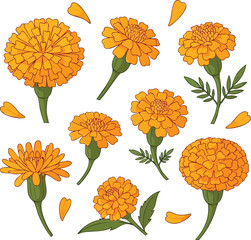 Vibrant Marigold Flowers Vector Illustration for Floral Designs and Creative Projects