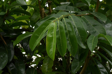 Soursop leaves (Annona muricata L) are a traditional herbal medicine ingredient.