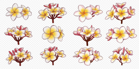 Twelve illustrations of plumeria flowers, showcasing variations in bloom and arrangement.