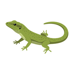 Obraz premium Green lizard illustration – flat illustration