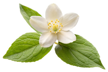 Delicate white jasmine flower with green leaves isolated png transparent background
