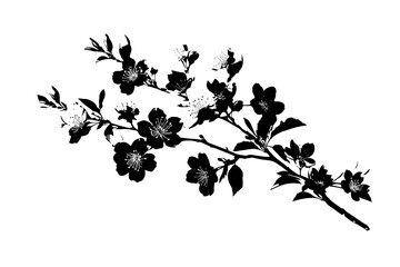 Black And White Silhouette Of A Blooming Branch on a Transparent Background