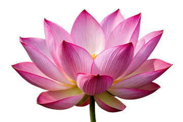 Beautiful pink lotus flower isolated closeup vibrant petals nature's serene beauty photography transparent background