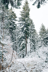 Winter forest covered in snow